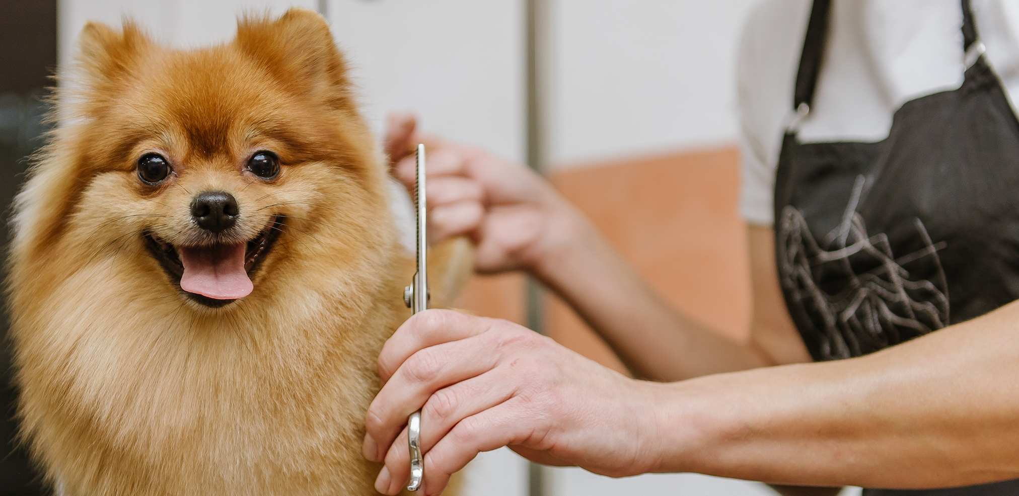 Top rated dog nail grinder hotsell
